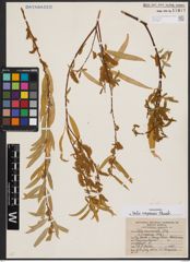 Foto von Salix capensis Thunb.